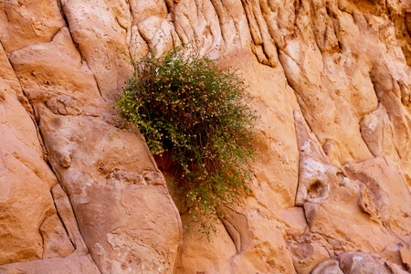 The red rock of the Grand Canyon, Arizona, USAの写真素材