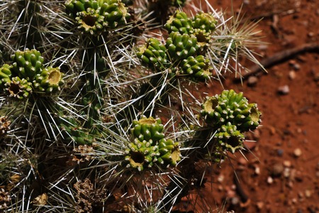 Top view of the cactuses with large needlesの写真素材