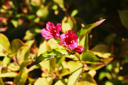 Beautiful red flower in the garden in spring or summerの写真素材