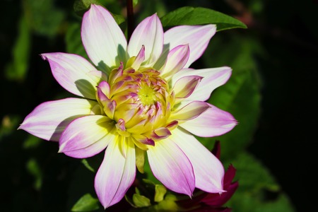 Details of white, yellow and purple dahlia flower macro close up photography. Photo in colour emphasizing texture, contrast and the abstract intricate floral patternsの写真素材