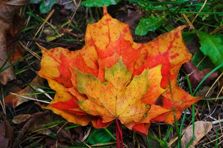 Autumn leaves are hollow beautiful. Leaves lie on the groundの写真素材