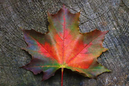 Autumn maple leaves on gray wooden backgroundの写真素材