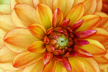 The dahlia name, Stadt Spremberg in the dahlia garden Baden Baden near the lichtentaler alleyの写真素材