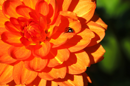 Orange dahlia in garden. A picture of the beautiful orange dahliaの写真素材