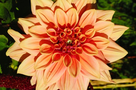 Beautiful salmon pink dahlia in the garden with copy spaceの写真素材