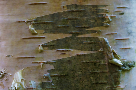 Birch bark. Natural tree background. Macro photoの写真素材