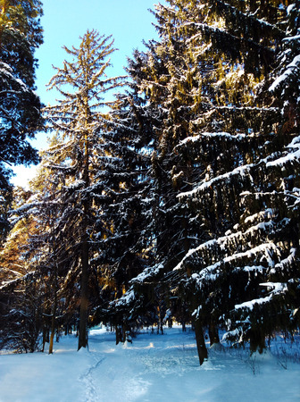 The winter forest under snow. The wood in Siberia in the winter. The wood in Russia in the winter. Sun snow and woodの写真素材