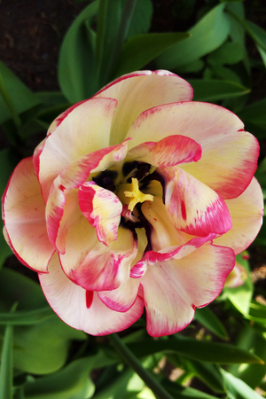 Monsella Double Early Tulip. Tulips with Red and Yellow Stripes in garden. Brightest tulipの写真素材