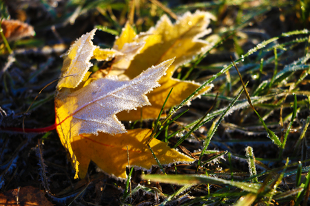 Autumn leaf on green grass, macro closeupの写真素材