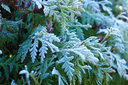 Thuja during the first frost. Frosted, white. Sunny morningの写真素材