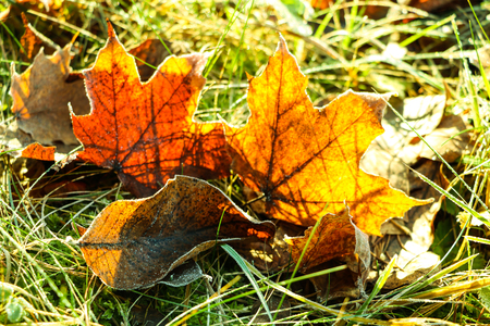 Autumn leaf on green grass, macro closeupの写真素材