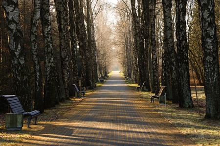 A misty morning autumn landscape, an old park foggy alley. Great oak tree city park alleyの写真素材