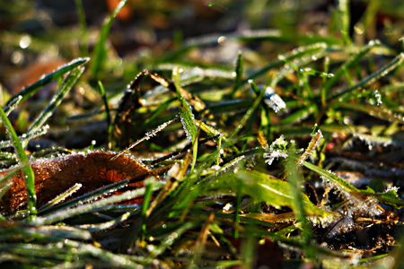 Frozen and frost-covered leaves on an early winter morning, close viewの写真素材
