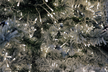 illuminated color lights on live spruce pine Christmas treeの写真素材