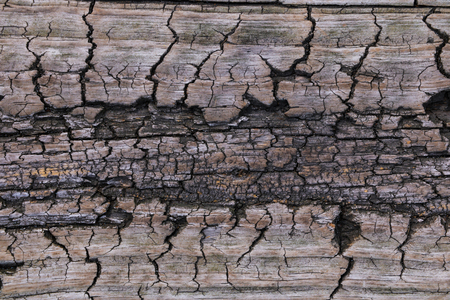 Details patterned surface texture of the woodの写真素材