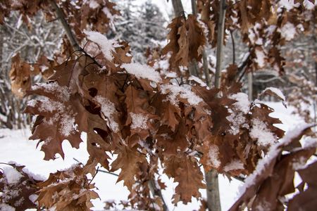 oak branches with leaves under snowの写真素材