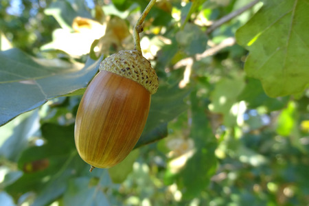 Ripe acorn on a sunny day. Acorns are an ingredient for making acorn bread or cake and acorn coffee from itの写真素材