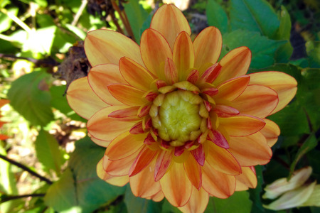 Dahlia photo emphasizes texture, contrast and intricate abstract floral patternsの写真素材