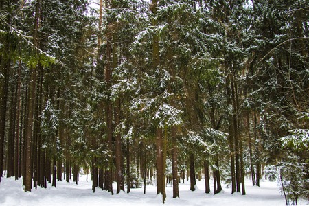 Beautiful view of the winter forest on a clear dayの写真素材