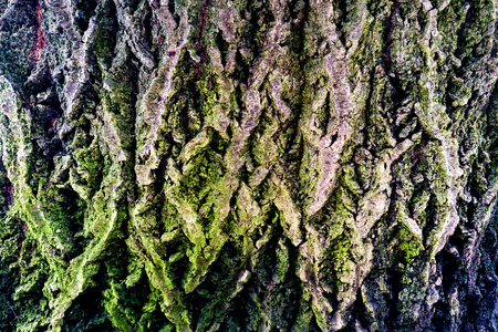Closeup of tree trunk with green mossの写真素材