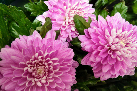 Pink and purple Chrysanthemums. Chrysanthemum wallpaper. Floral background. Selective focusの写真素材