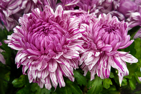 Purple Florist's Daisy. Chrysanthemum Flowerの写真素材