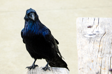 A beautiful raven sits on a bench on a light backgroundの写真素材