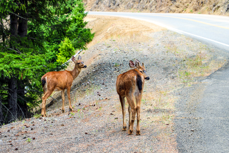 Young deer are walking along the roadの写真素材