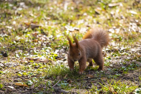 Blurred background of a park with green grass and a squirrelの写真素材