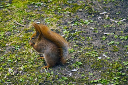 Beautiful squirrel with a bushy tail sits in the park and eats a nut
