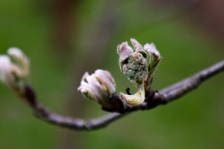 Small branch with young twigs in springの写真素材