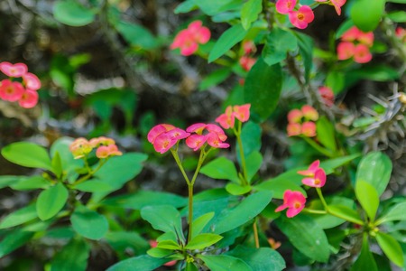 Euphorbia milii, the crown of thorns, Christ plant, or Christ thorn, called Corona de Cristo in Latin Americaの写真素材