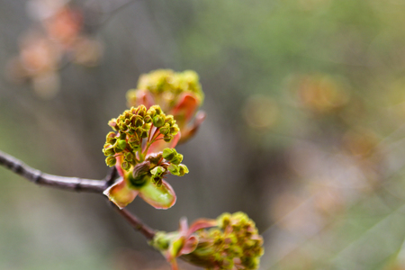 Young green sprigs of cherry in spring in the gardenの写真素材