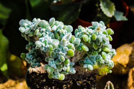 Beautiful small cactus close-up front view, background, natureの写真素材