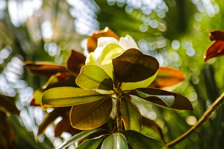 Amazing nature of white magnolia under sunlight at middle of summer or spring day. Natural view of bright magnolia flower blooming in garden with green leaves as backgroundの写真素材