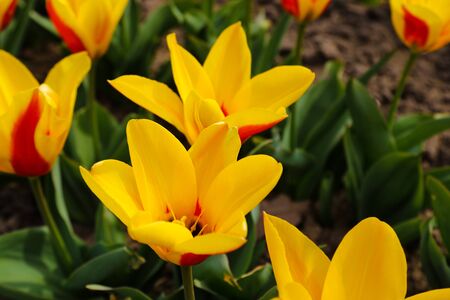 Close-up of yellow tulip in outdoor flowerbed on a sunny day. Spring flowering of tulips in a public parkの写真素材