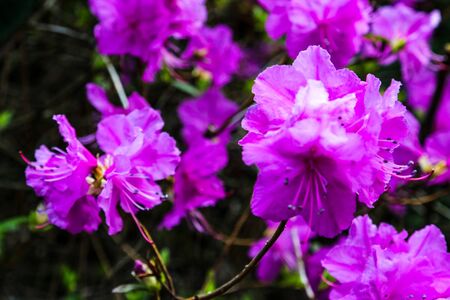 Kurume Azalea Blue Danube. Rhododendron Malvaticum x Rhododendron kaempferi in gardenの写真素材