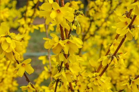 Forsythia flowers in front of with green grass and blue sky. Golden Bell, Border Forsythiaの写真素材