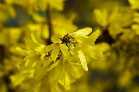 Blooming forsythia flowers, spring flowers, close up of golden forsythia flowersの写真素材