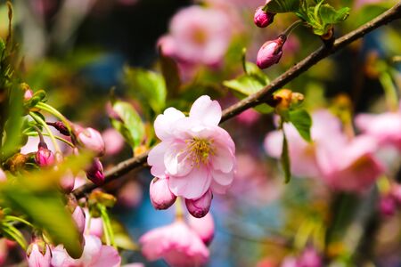 View of the blooming apple and cherry trees in the garden in spring. Nature background, the beginning of life, sunny dayの写真素材