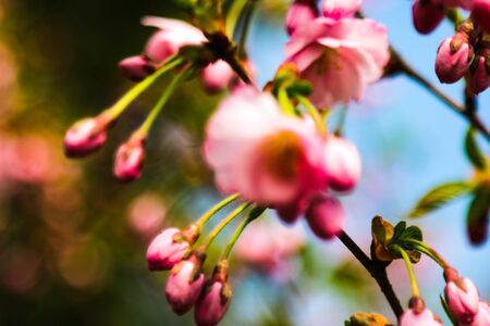 View of the blooming apple and cherry trees in the garden in spring. Nature background, the beginning of life, sunny dayの写真素材