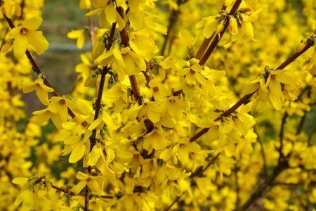 Blooming forsythia flowers, spring flowers, close up of golden forsythia flowersの写真素材