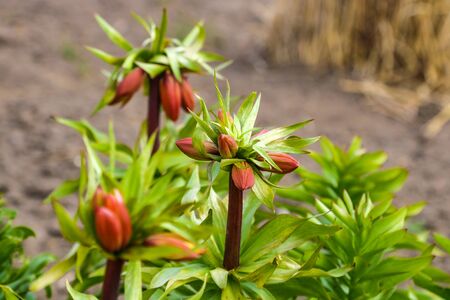 Beautiful Lily flower on green leaves background. Lilium longiflorum flowers in the gardenの写真素材