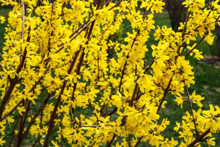 Border forsythia is an ornamental deciduous shrub of garden origin.Forsythia flowers in front of with green grass and blue sky. Golden Bell, Border Forsythiaの写真素材