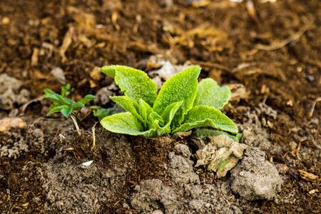View of the young green mint in the spring in the gardenの写真素材