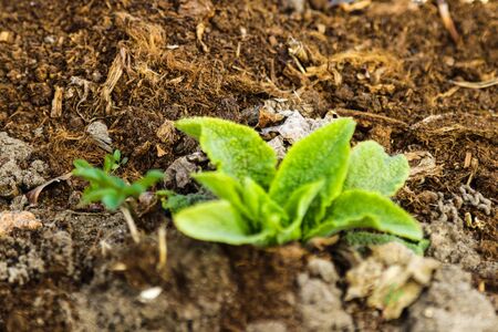 View of the young green mint in the spring in the gardenの写真素材