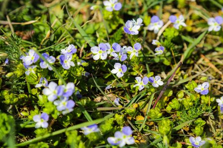 Blurry violet flowers background, Lobeliaの写真素材