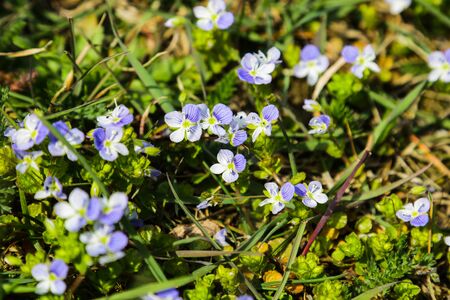 Browallia speciosa flowers in the garden.の写真素材