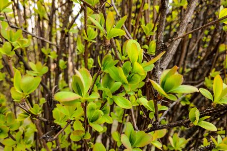View of the young leaves of trees and bushes, nature backgroundの写真素材