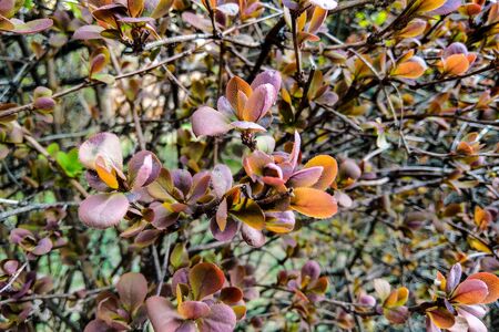 View of the young leaves of trees and bushes, nature backgroundの写真素材